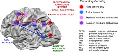 Neural Processes Underlying Tool Use in Humans, Macaques, and Corvids